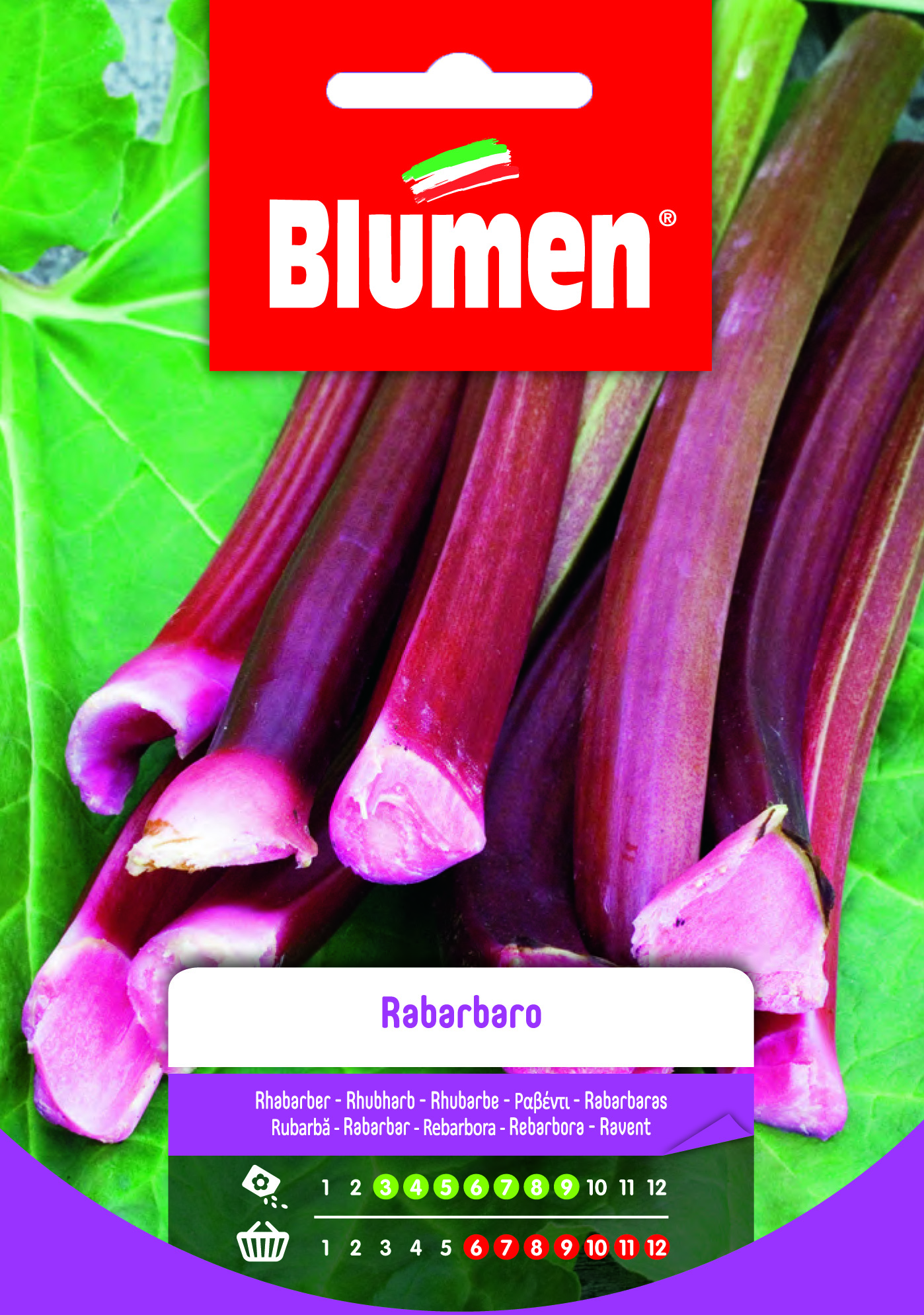 Blumen Fűszernövény Rebarbara