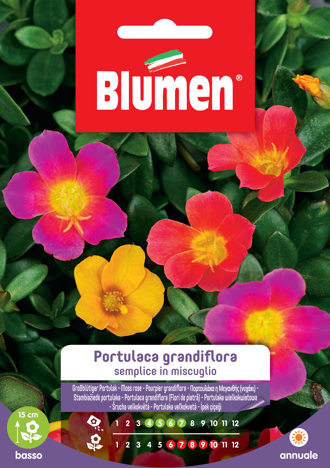 Blumen Virág - Nagyvirágú kukacvirág (színes)