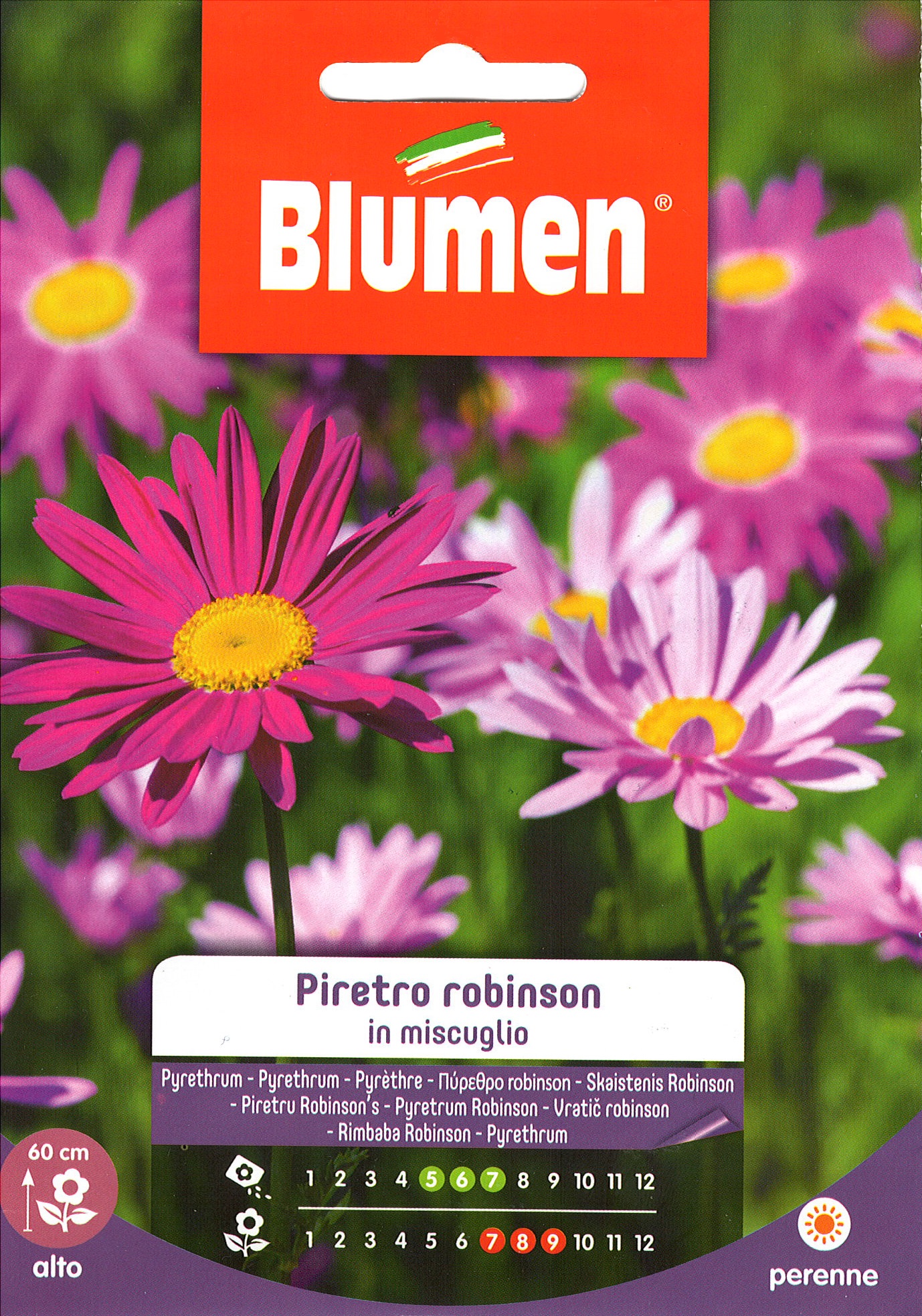 Blumen Virág - Dalmátvirág -krizantém 