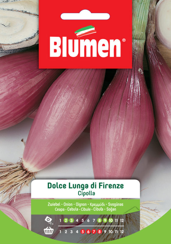 Blumen Klasszikus - Hosszúkás édes firenzei hagyma