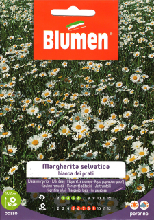 Blumen Virág - Fehér százszorszép